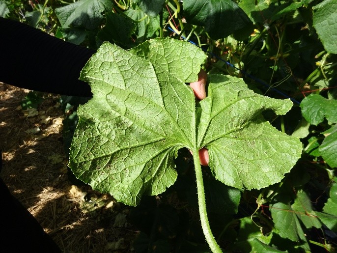 山形県(夏秋きゅうり)