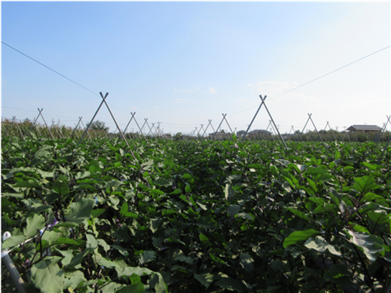群馬県(夏秋なす)