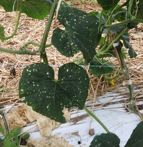 福島県(夏秋きゅうり)