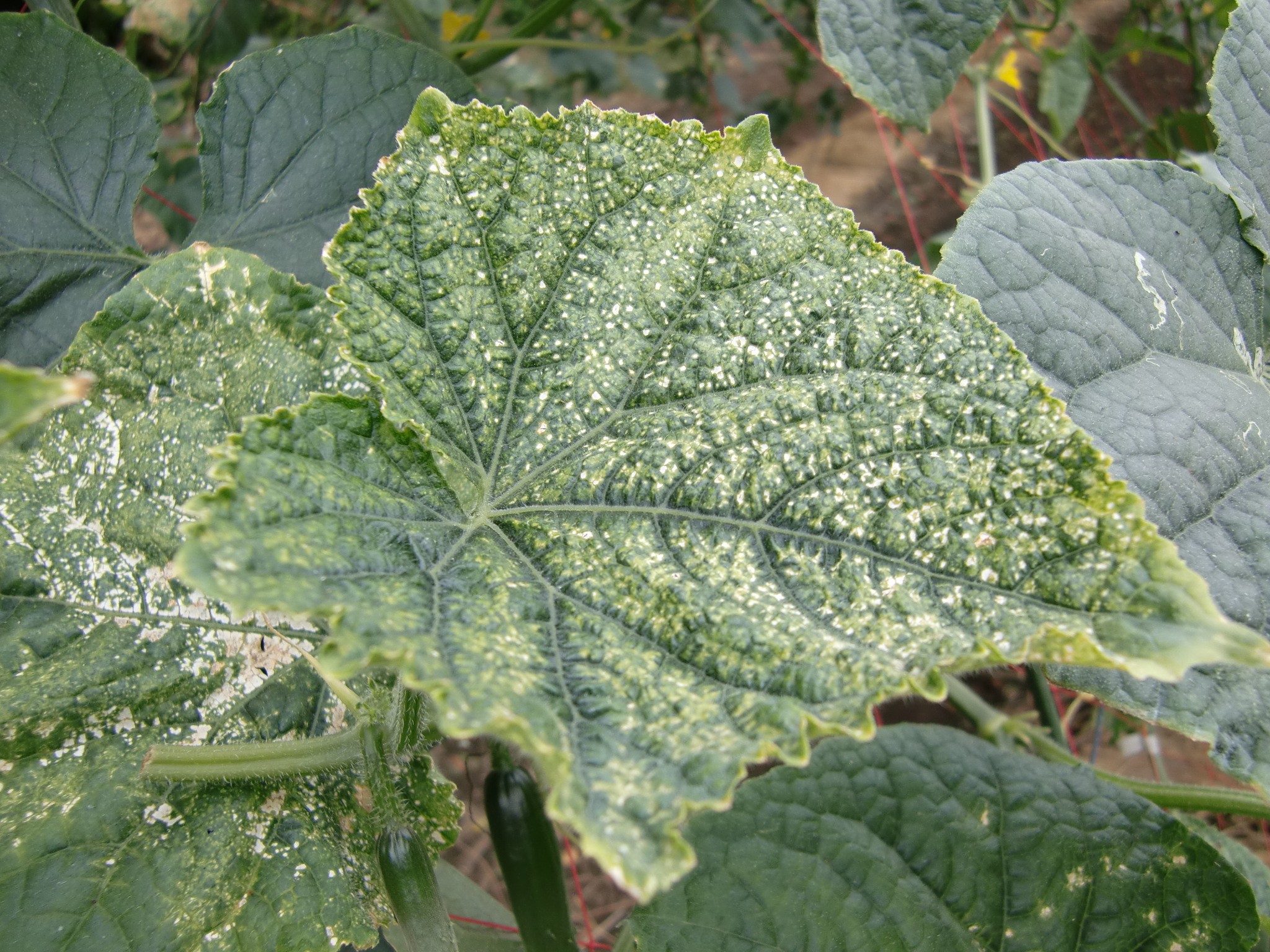 宮城県(夏秋きゅうり)