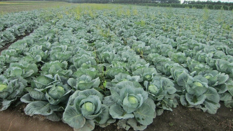 北海道(夏秋キャベツ)