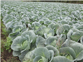 群馬県(夏秋キャベツ)
