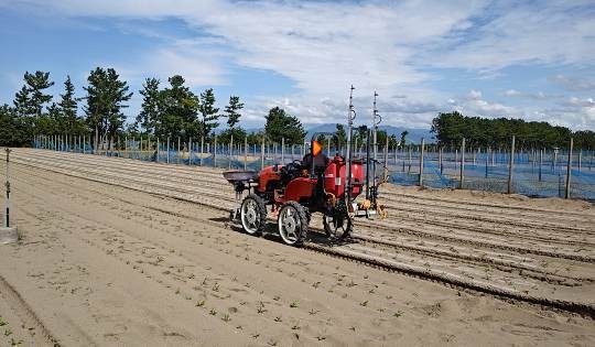 福井県(秋冬だいこん)