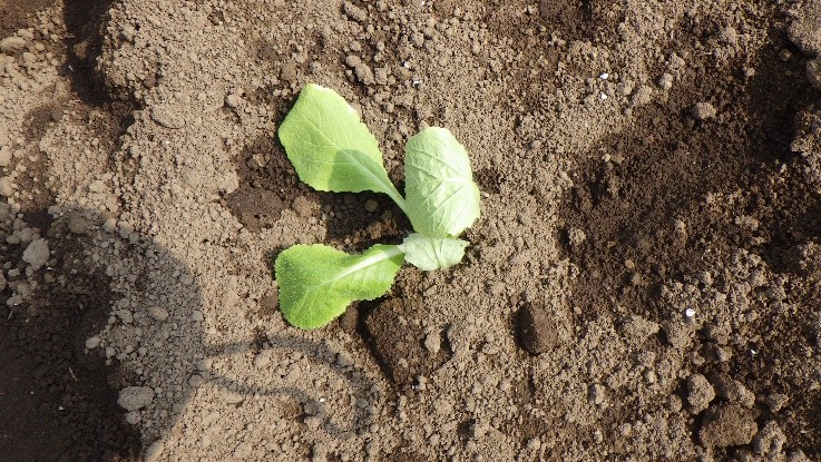 茨城県(秋冬はくさい)