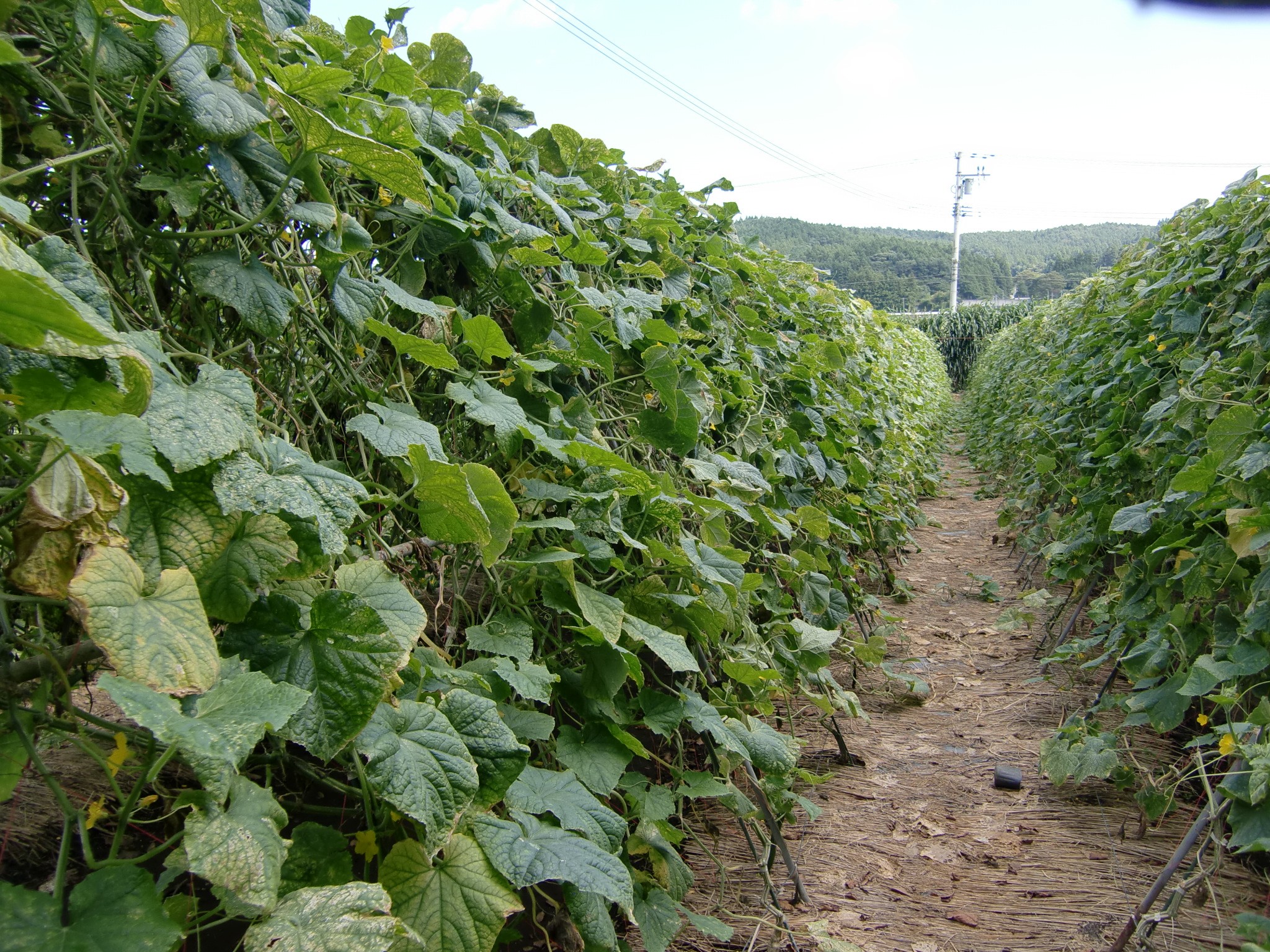 宮城県(夏秋きゅうり)