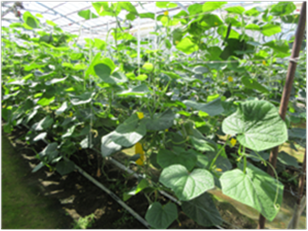 群馬県(抑制きゅうり)