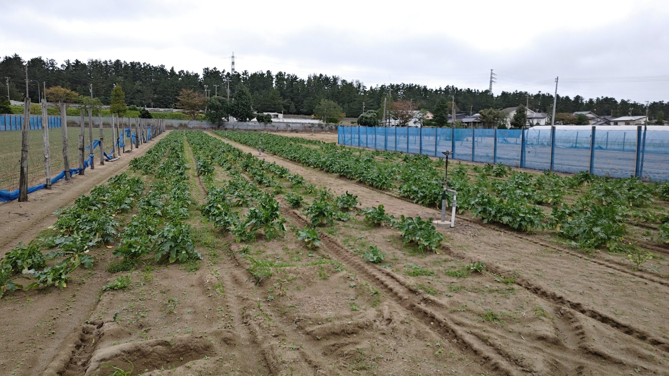 福井県(秋冬だいこん)
