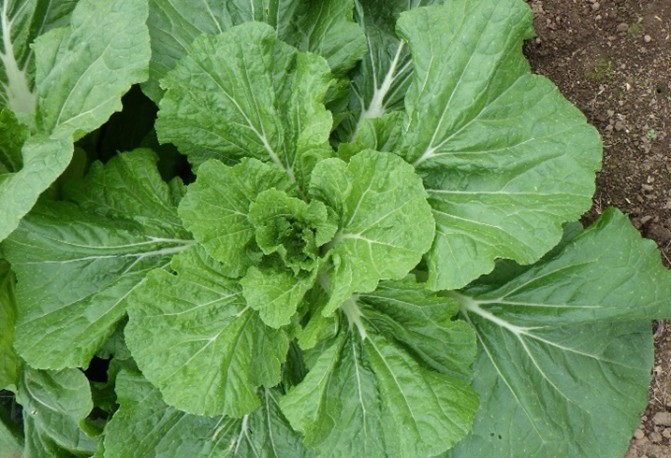 茨城県(秋冬はくさい)