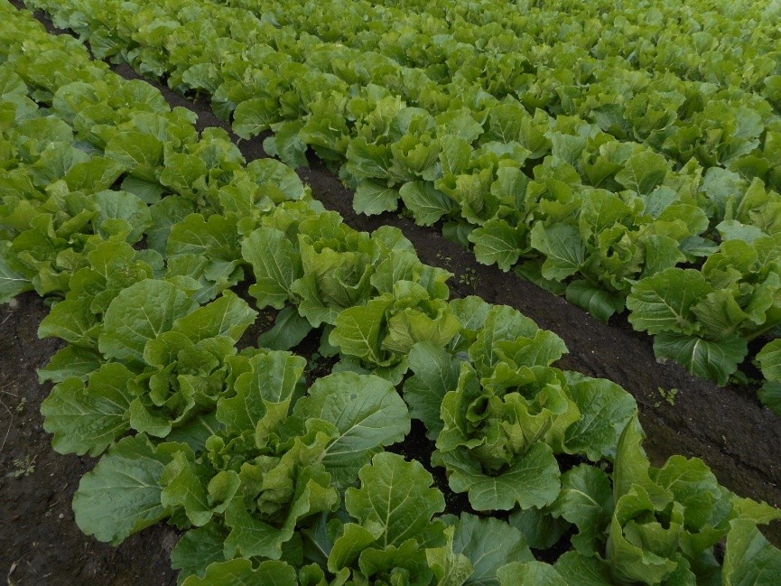 三重県(秋冬はくさい)