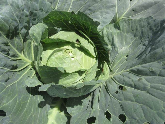 東京都(冬キャベツ)