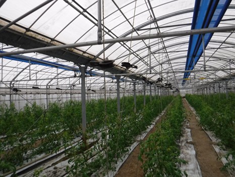 沖縄県(冬春トマト)