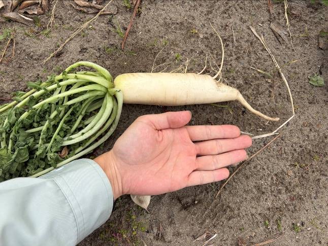 静岡県(秋冬だいこん)
