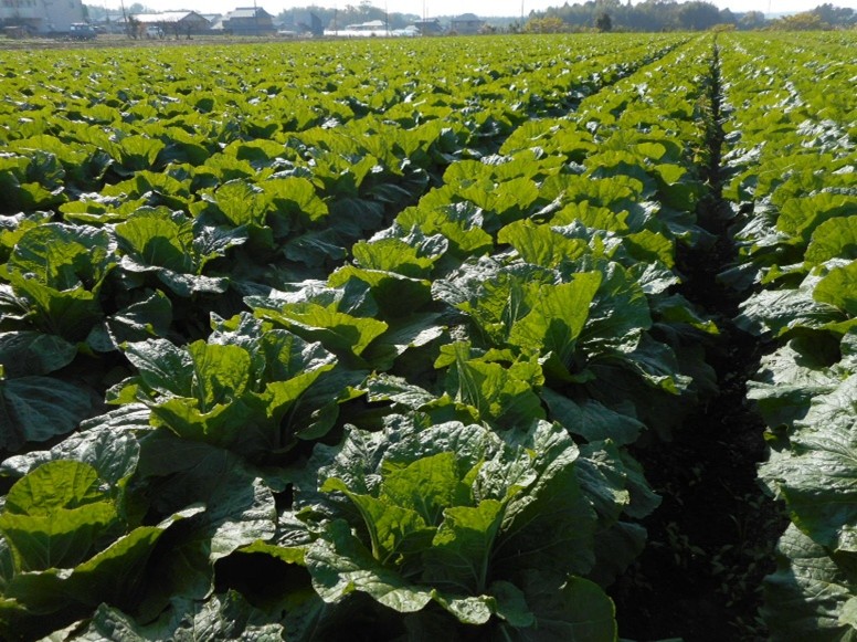 三重県(秋冬はくさい)