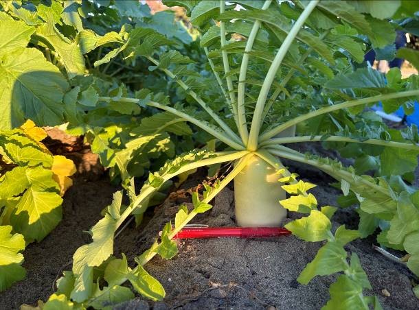 静岡県(秋冬だいこん)