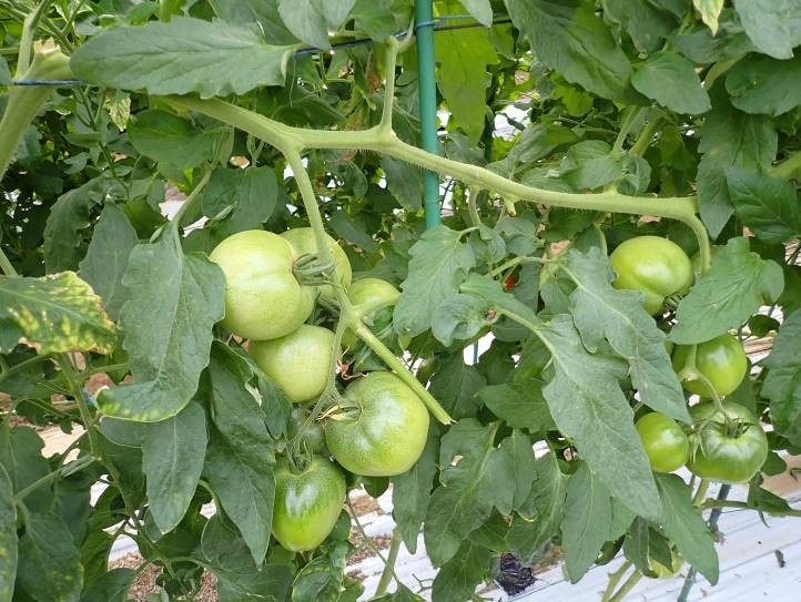 静岡県(冬春トマト(小笠:大玉))