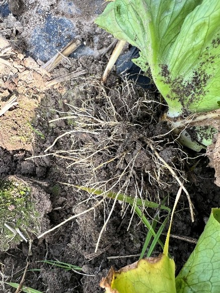 香川県(冬レタス)