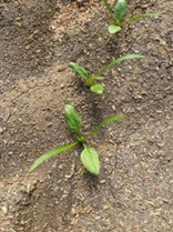 宮城県(ほうれんそう)