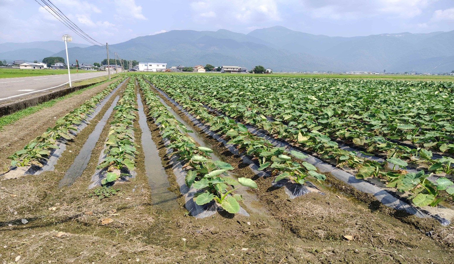 福井県(秋冬さといも)