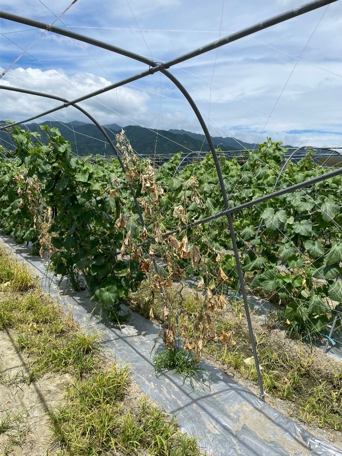 愛媛県(夏秋きゅうり)