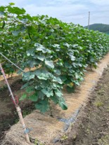 宮城県(夏秋きゅうり)