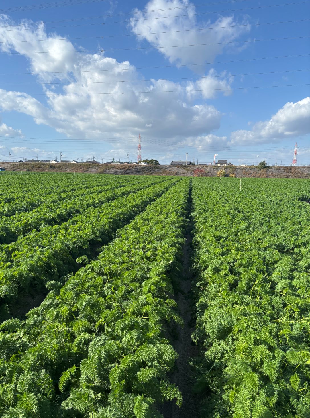 愛知県(冬にんじん)