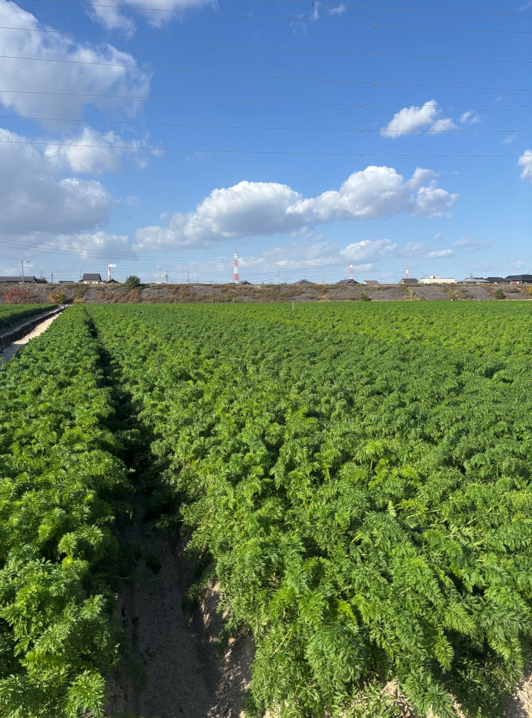 愛知県(冬にんじん)