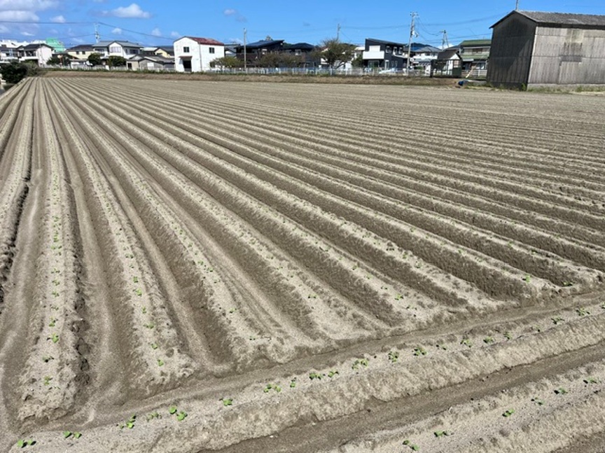 徳島県(秋冬だいこん)