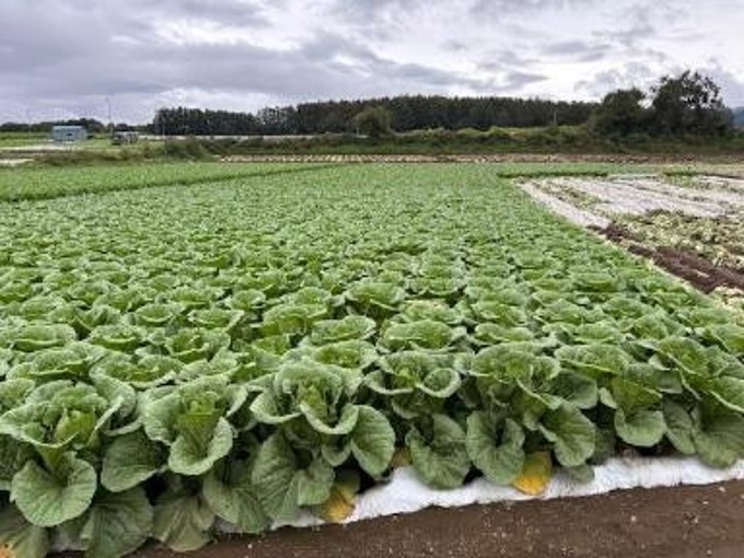長野県(夏はくさい)