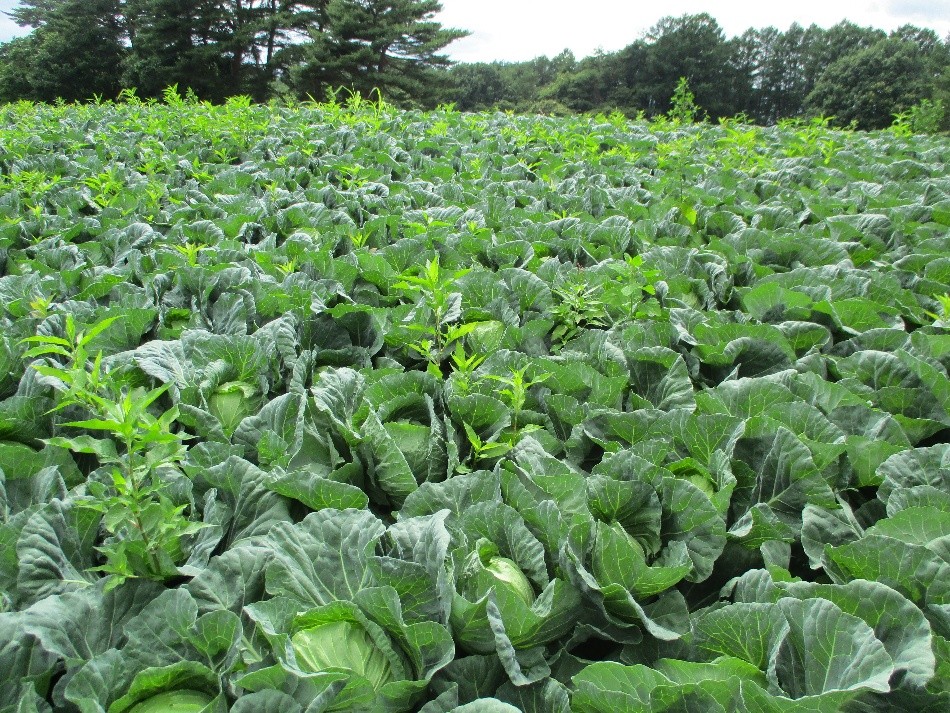 岩手県(夏秋キャベツ)