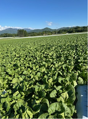長野県(夏はくさい)