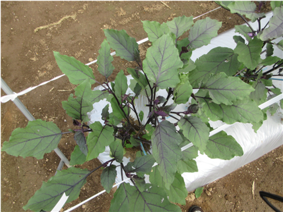 群馬県(夏秋なす)