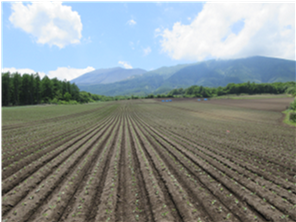 群馬県(夏秋キャベツ)