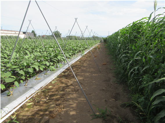 群馬県(夏秋なす)