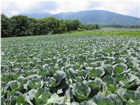 群馬県(夏秋キャベツ)