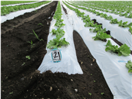 群馬県(夏秋レタス)