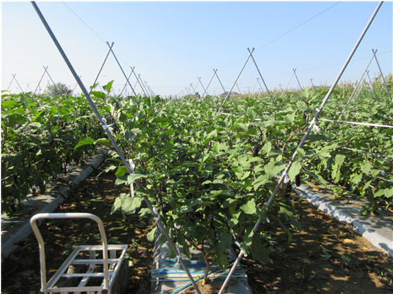 群馬県(夏秋なす)