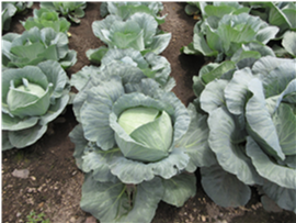 群馬県(夏秋キャベツ)