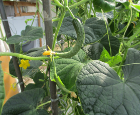 佐賀県(抑制、半促成きゅうり)