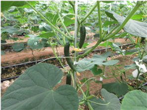 群馬県(抑制きゅうり)