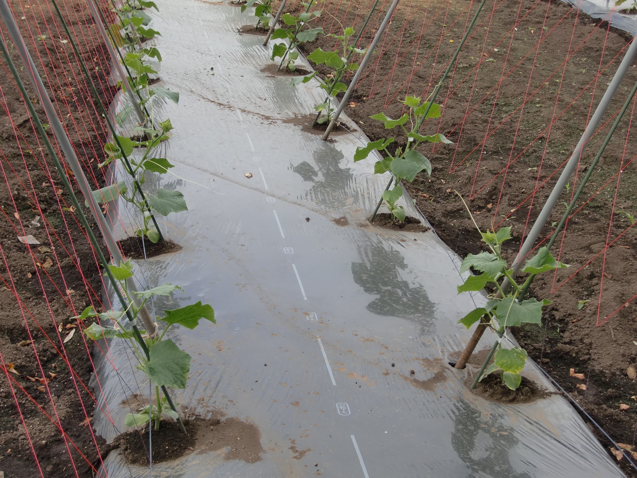 宮城県(夏秋きゅうり)