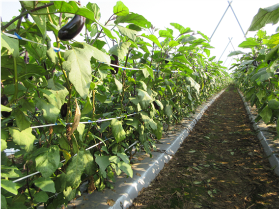 群馬県(夏秋なす)