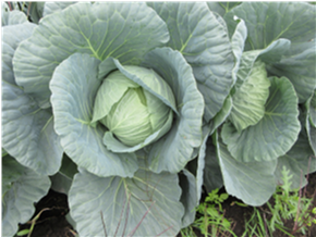 群馬県(夏秋キャベツ)