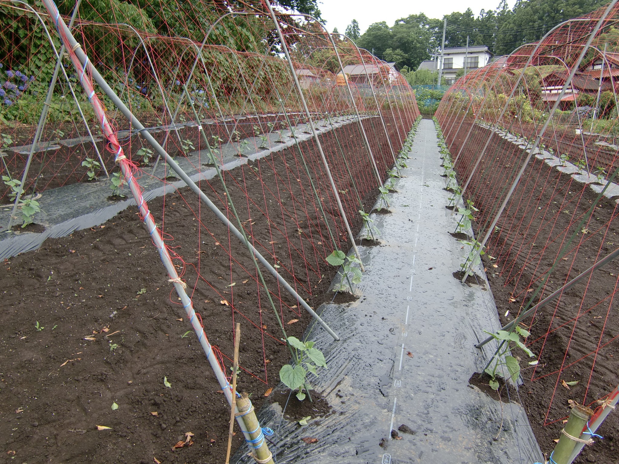宮城県(夏秋きゅうり)