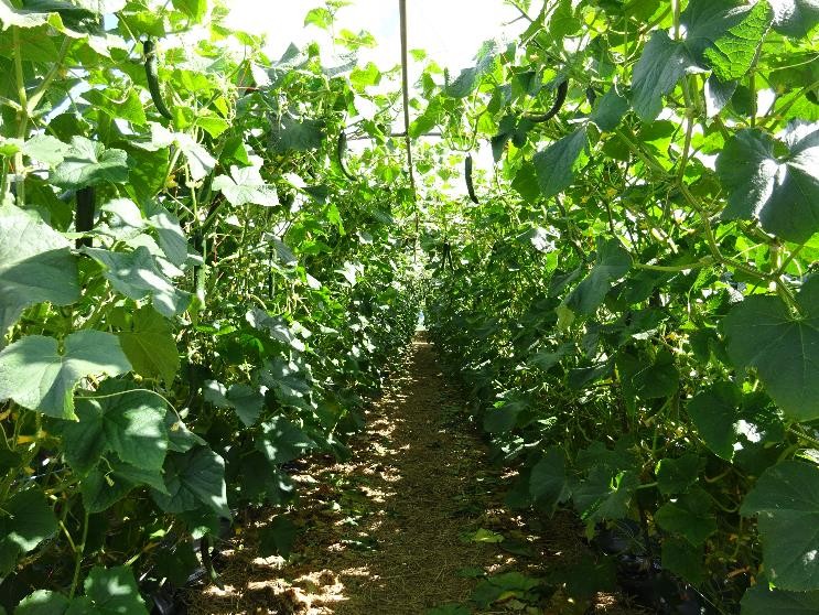 山形県(夏秋きゅうり)