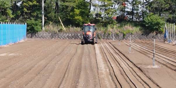 福井県(秋冬だいこん)