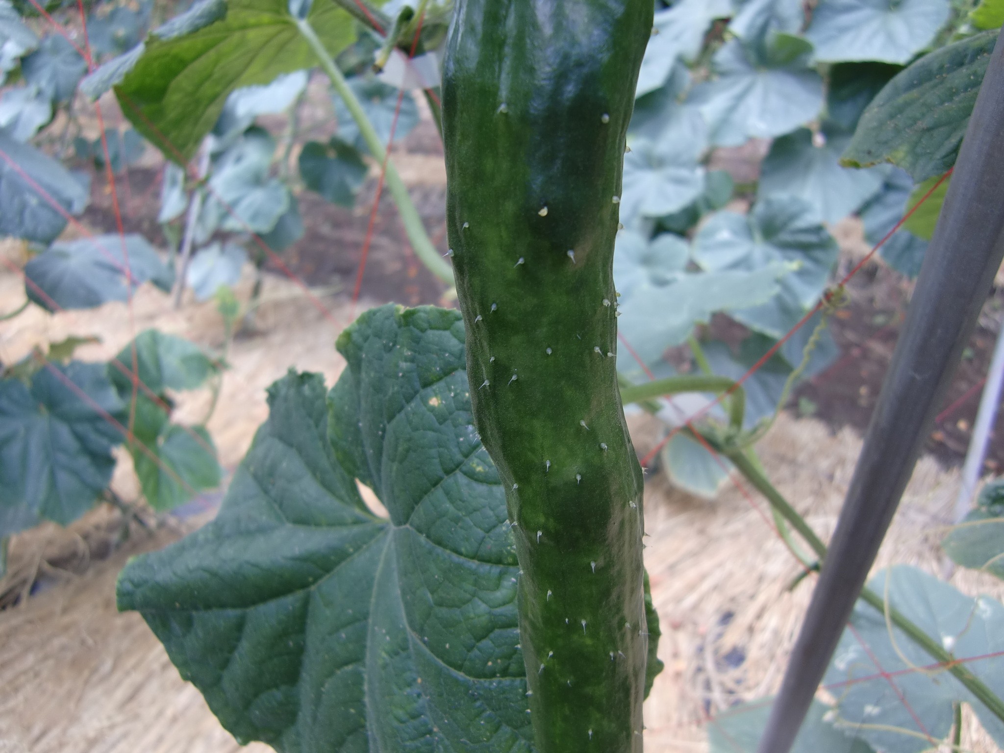 宮城県(夏秋きゅうり)