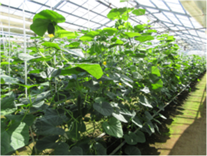 群馬県(抑制きゅうり)