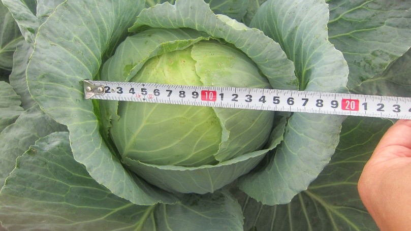 北海道(夏秋キャベツ)