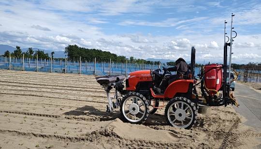 福井県(秋冬だいこん)