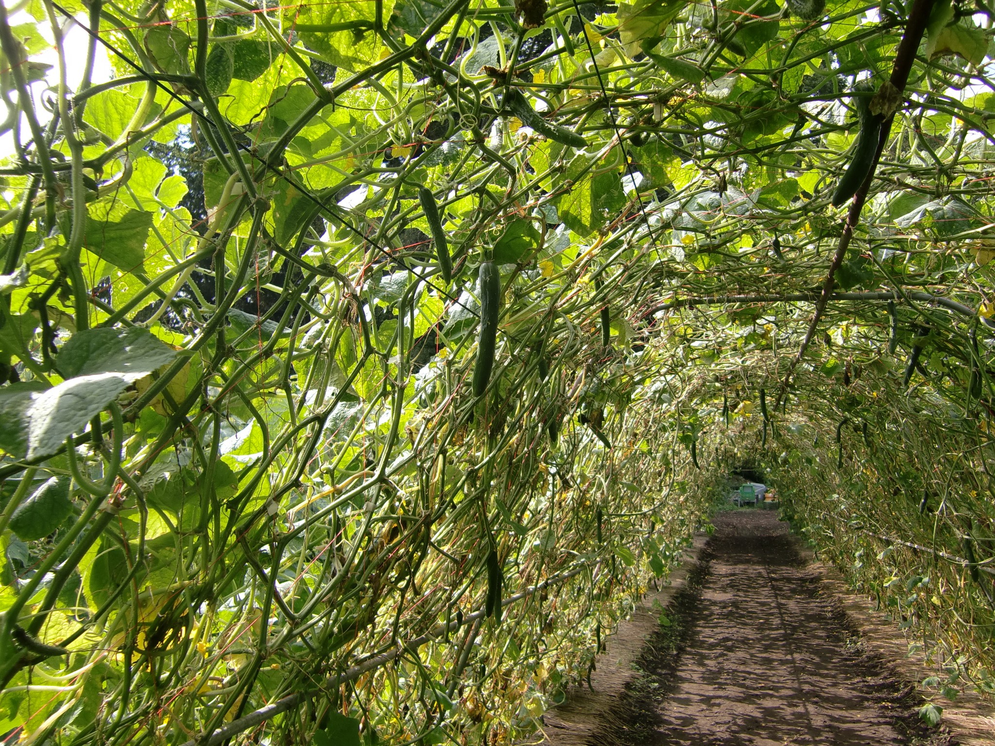 宮城県(夏秋きゅうり)